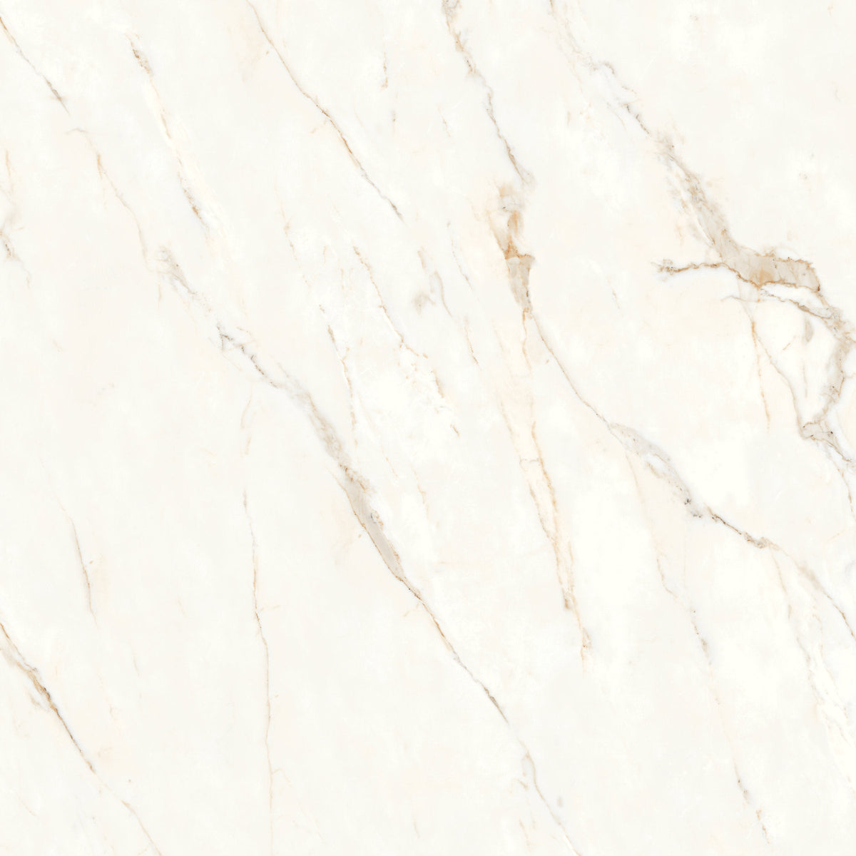 Bedrosians Magnifica Nineteen Forty-Eight 48" x 48" - 8mm Polished Porcelain Tile in Calacatta Oro | Item Code DOLMAGORO4848-8P